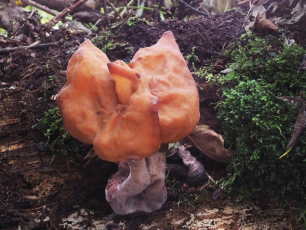 ušiak mitrovitý Gyromitra infula (Schaeff.) Quél.