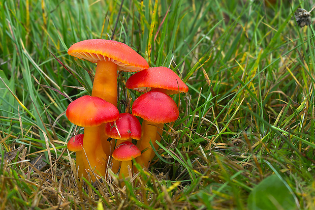 lúčnica šarlátová Hygrocybe coccinea (Schaeff.) P. Kumm.