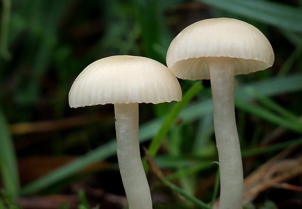 lúčnica Hygrocybe sp.