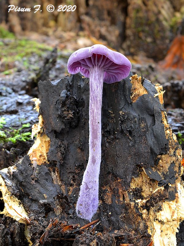 lakovka ametystová Laccaria amethystina (Huds.) Cooke