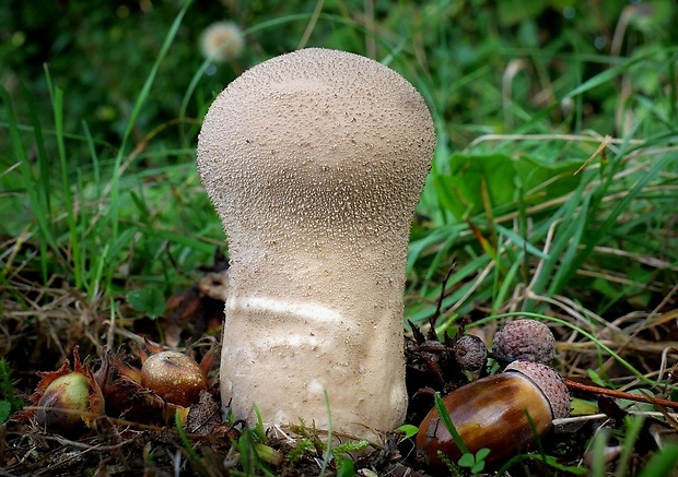 rozpadavec stopkatý Lycoperdon excipuliforme (Scop.) Pers.