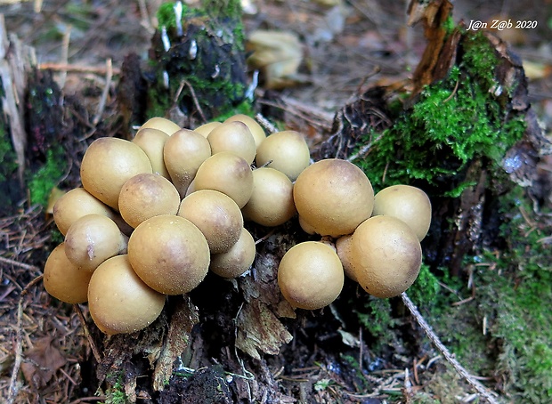 prášnica hruškovitá Lycoperdon pyriforme Schaeff.