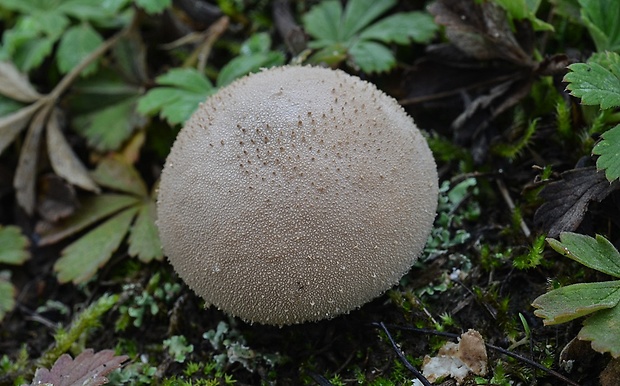 prášnica Lycoperdon sp.