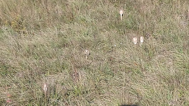 bedľa vysoká čiernohnedá Macrolepiota fuliginosa (Barla) Bon