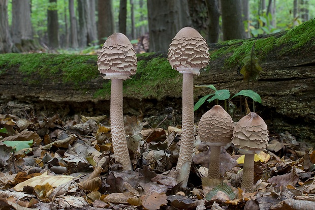 bedľa vysoká Macrolepiota procera (Scop.) Singer