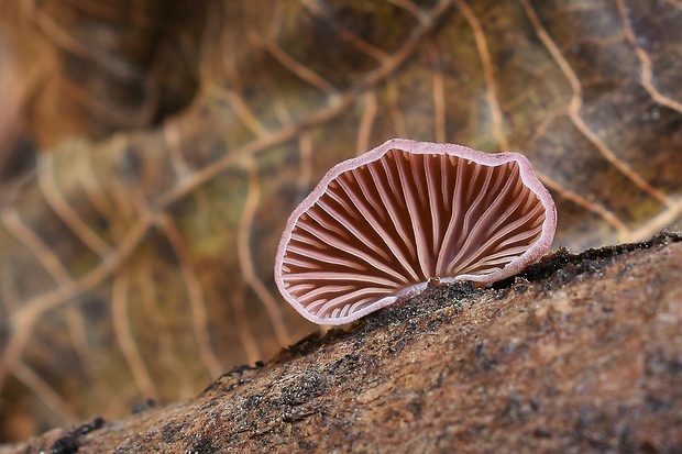 pňovka fialovohnedá Panellus violaceofulvus (Batsch) Singer