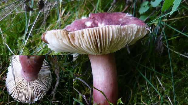 plávka Quéletova Russula queletii Fr.