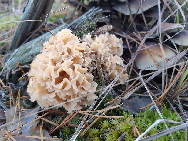 kučierka veľká Sparassis crispa (Wulfen) Fr.