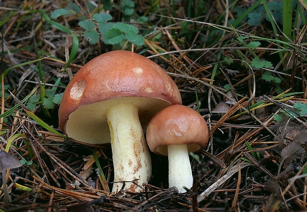 masliak zrnitý Suillus granulatus (L.) Roussel