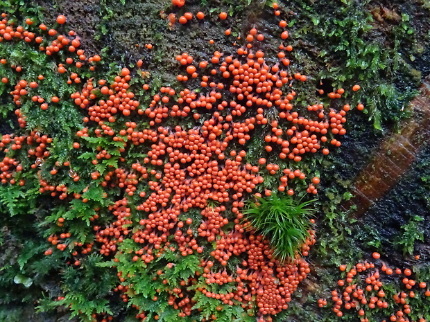 vlasnačka Trichia sp.