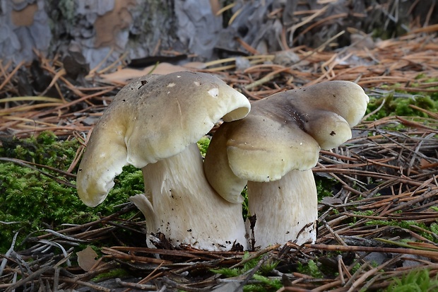 čírovka mydlová Tricholoma saponaceum (Fr.) P. Kumm.