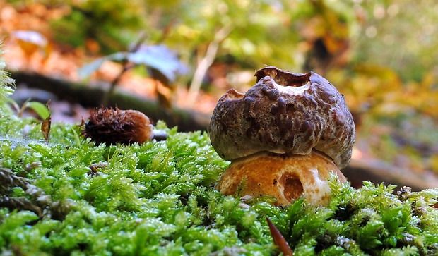 hríb sosnový Boletus pinophilus Pil. et Dermek in Pil.