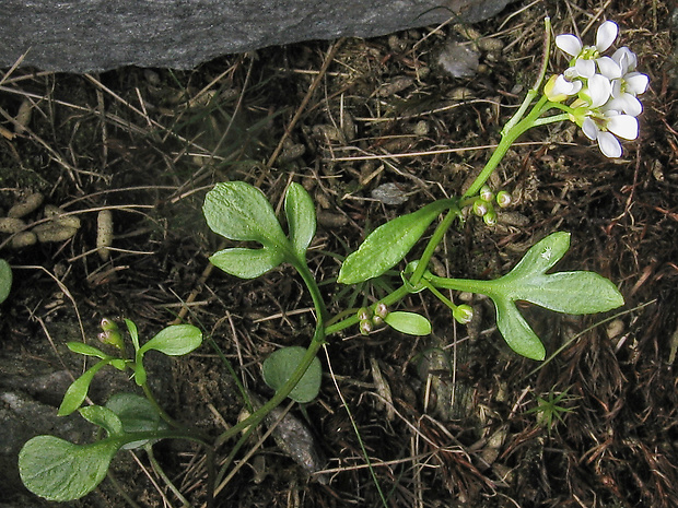 žerušnica rezedolistá Cardamine resedifolia L.