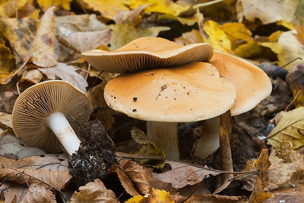 pavučinovec Cortinarius sp.