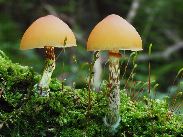 kapucňovka okrovohnedastá Galerina marginata (Batsch) Kühner