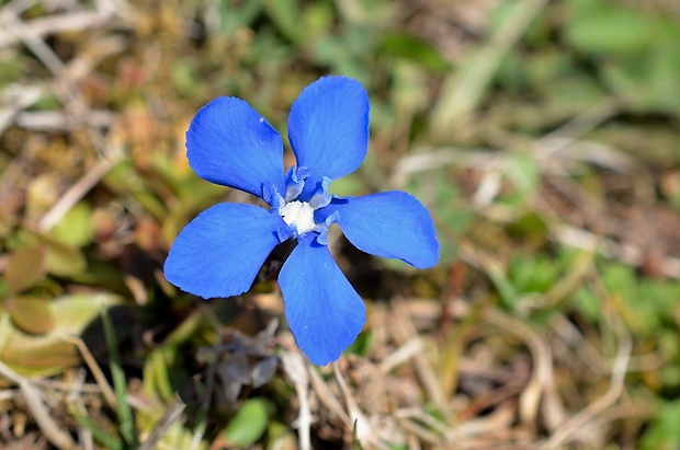 horec jarný Gentiana verna L.