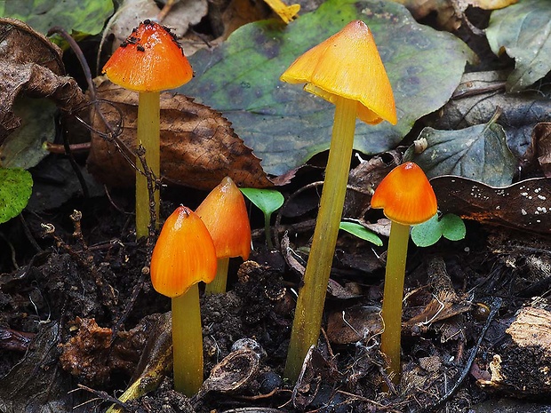 lúčnica kužeľovitá Hygrocybe conica (Schaeff.) P. Kumm.