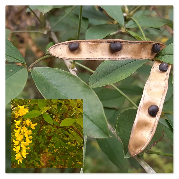 štedrec ovisnutý Laburnum anagyroides Medik.