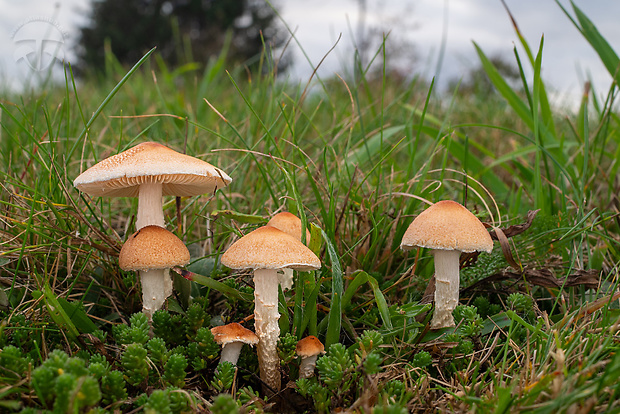 bedlička tanečnicovitá Lepiota oreadiformis Velen.