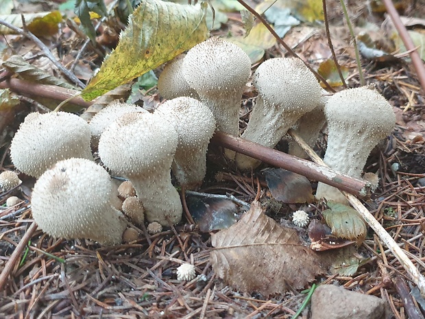 prášnica bradavičnatá Lycoperdon perlatum Pers.