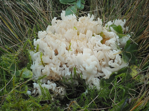 pastrapačka Ramariopsis robusta Matouš & Holec