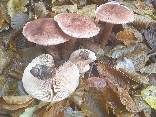 čírovka škridlicovitá Tricholoma vaccinum (Schaeff.) P. Kumm.