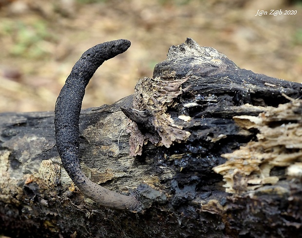 drevnatec štíhly Xylaria longipes Nitschke