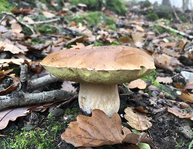 hríb smrekový Boletus edulis Bull.