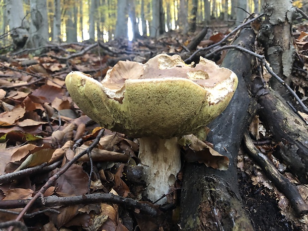 hríb smrekový Boletus edulis Bull.