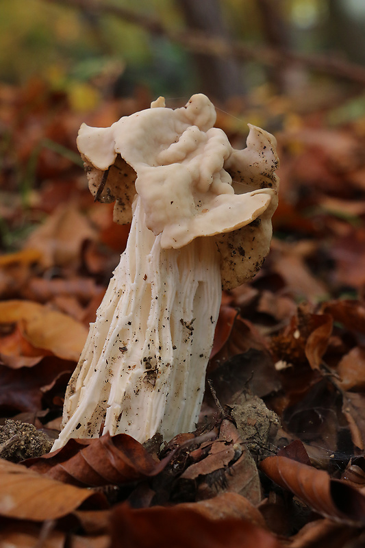 chriapač kučeravý Helvella crispa (Scop.) Fr.