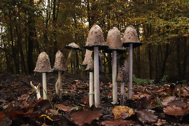 hnojník obyčajný Coprinus comatus (O.F. Müll.) Pers.