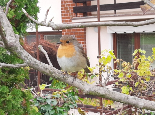 červienka obyčajná /slávik červienka Erithacus rubecula