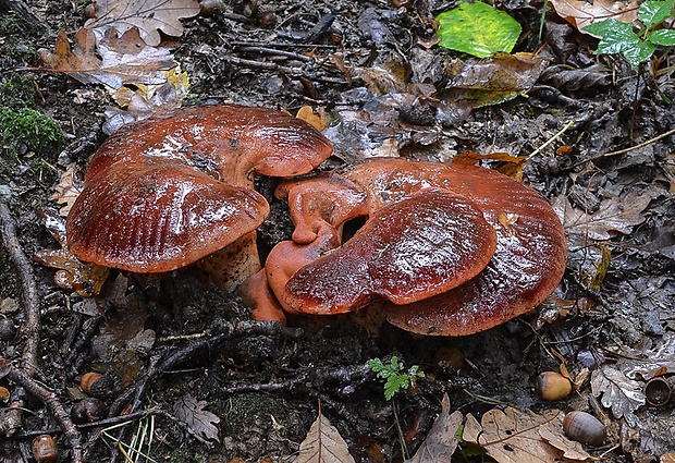 pečeňovec dubový Fistulina hepatica (Schaeff.) With.