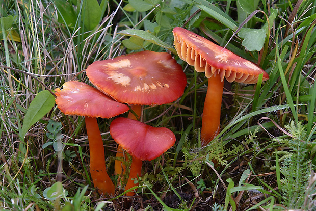 lúčnica šarlátová Hygrocybe coccinea (Schaeff.) P. Kumm.