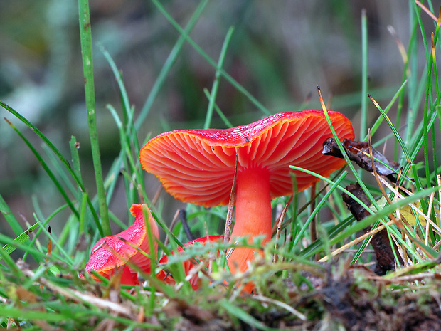 lúčnica šarlátová Hygrocybe coccinea (Schaeff.) P. Kumm.