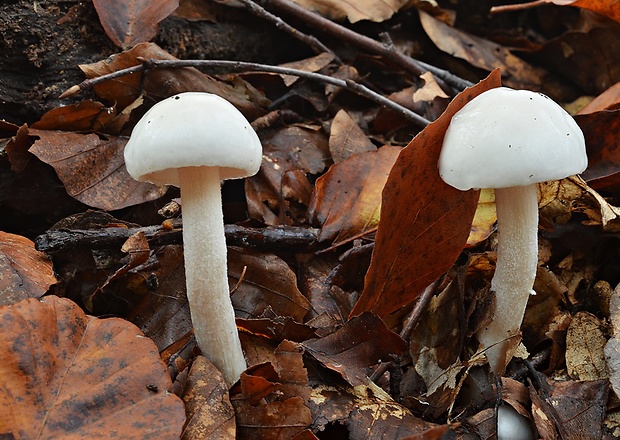 šťavnačka slonovinová Hygrophorus eburneus (Bull.) Fr.