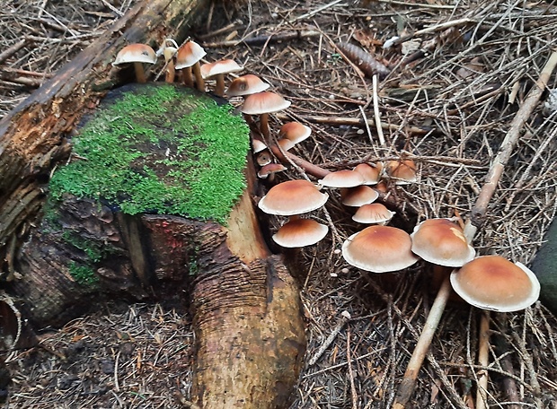 strapcovka tehlovočervená Hypholoma lateritium (Schaeff.) P. Kumm.