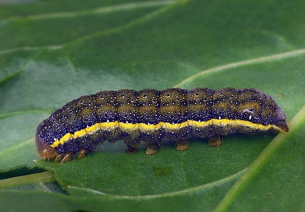 mora kelová (sk) / můra kapustová (cz) Lacanobia oleracea  Linnaeus, 1758