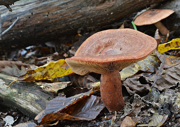 rýdzik dubový Lactarius quietus (Fr.) Fr.