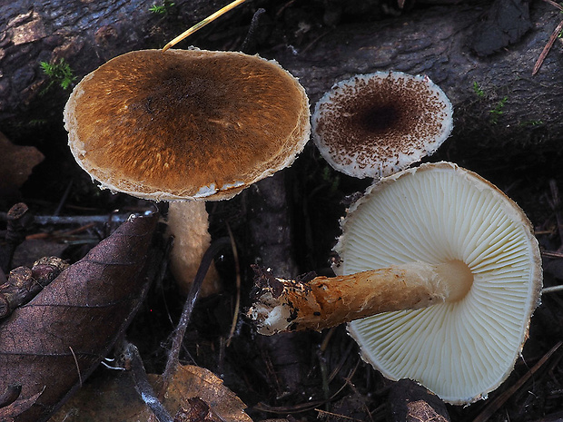 bedlička hrdzavá Lepiota boudieri Bres.