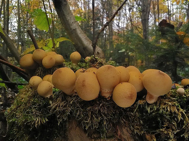 prášnica hruškovitá Lycoperdon pyriforme Schaeff.