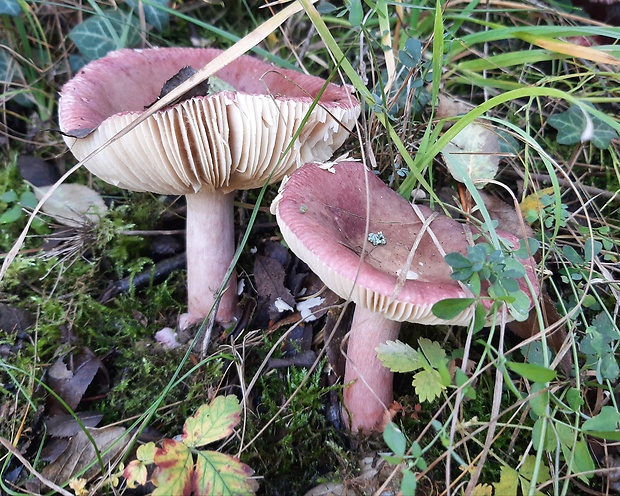 plávka Quéletova  Russula queletii Fr.