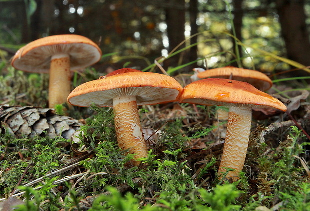 čírovka oranžová Tricholoma aurantium (Schaeff.) Ricken