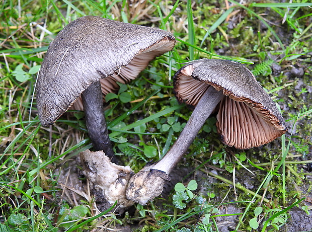 pošvovec Volvariella aethiops A. Favre & Vialard