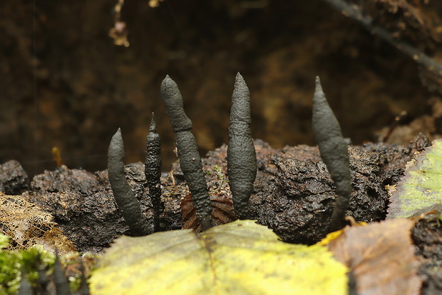 drevnatec štíhly Xylaria longipes Nitschke