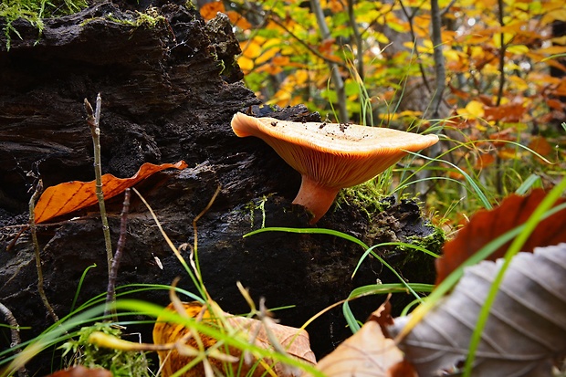 rýdzik pravý Lactarius deliciosus (L.) Gray