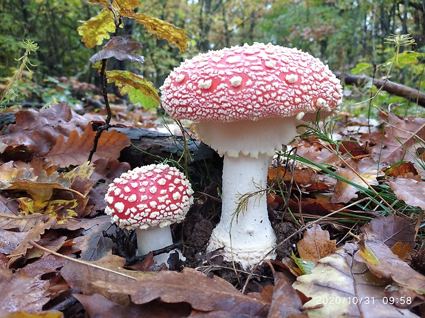 muchotrávka červená Amanita muscaria (L.) Lam.