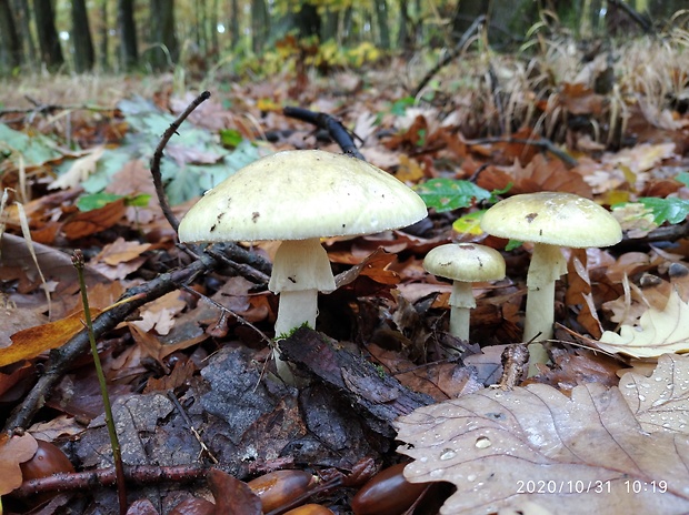 muchotrávka zelená Amanita phalloides (Vaill. ex Fr.) Link