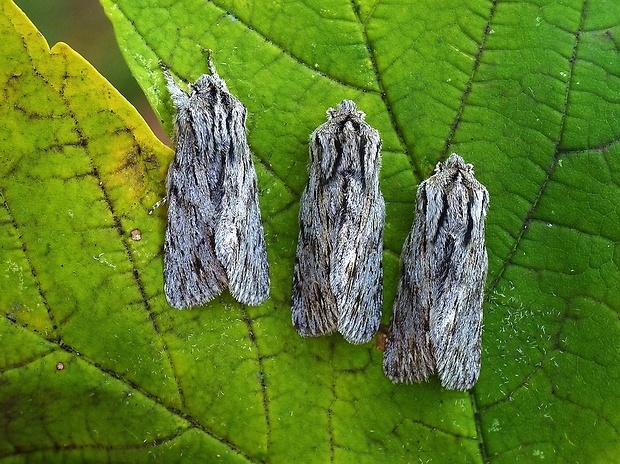 mora novembrová Asteroscopus sphinx