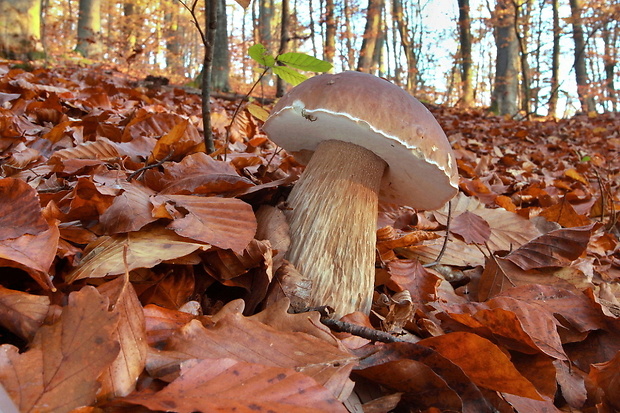 hríb smrekový Boletus edulis Bull.